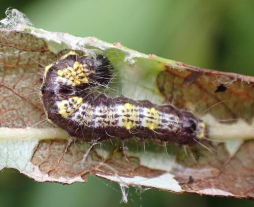 Réf. 289 102 : Clostera pigra